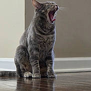 Maisie is registered to the contest to win money with this photo: cat, tabby, gray_cat, yawning, pet, indoor, wooden_floor, floor_reflection, sitting, animal, feline, whiskers, ears, mouth_open, tongue, fur, domestic_animal, house_pet, calm, quiet