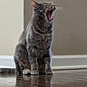 cat, tabby, gray_cat, yawning, pet, indoor, wooden_floor, floor_reflection, sitting, animal, feline, whiskers, ears, mouth_open, tongue, fur, domestic_animal, house_pet, calm, quiet