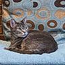 Maisie joined the competition — help win amazing prizes! cat, tabby, green_eyes, feline, pet, animal, resting, blanket, cushion, patterned_cushion, blue_blanket, indoor, brick_wall, fur, whiskers, ears, tail, cozy, relaxed, looking_away