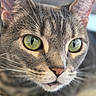 Maisie is registered to the contest to win money with this photo: cat, close_up, green_eyes, whiskers, fur, pet, animal, curious, face, ears, nose, portrait, feline, sharp_focus, indoor, soft_background, muzzle, tabby, domestic_cat, macro