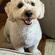 Cash is registered to the contest to win money with this photo: animal, canine, carpet, close_up, companion, curly_fur, cute, dog, domestic, fluffy, friendly, happy, indoor, looking_at_camera, pet, playful, portrait, smiling, tennis_ball, toy