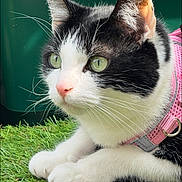Lili is registered to the contest to win money with this photo: cat, black_and_white, green_eyes, pink_harness, grass, outdoor, pet, animal, whiskers, ears, close_up, feline, nature, domestic_cat, fur, cute, alert, resting, sunlight, portrait