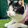 cat, black_and_white, green_eyes, pink_harness, grass, outdoor, pet, animal, whiskers, ears, close_up, feline, nature, domestic_cat, fur, cute, alert, resting, sunlight, portrait