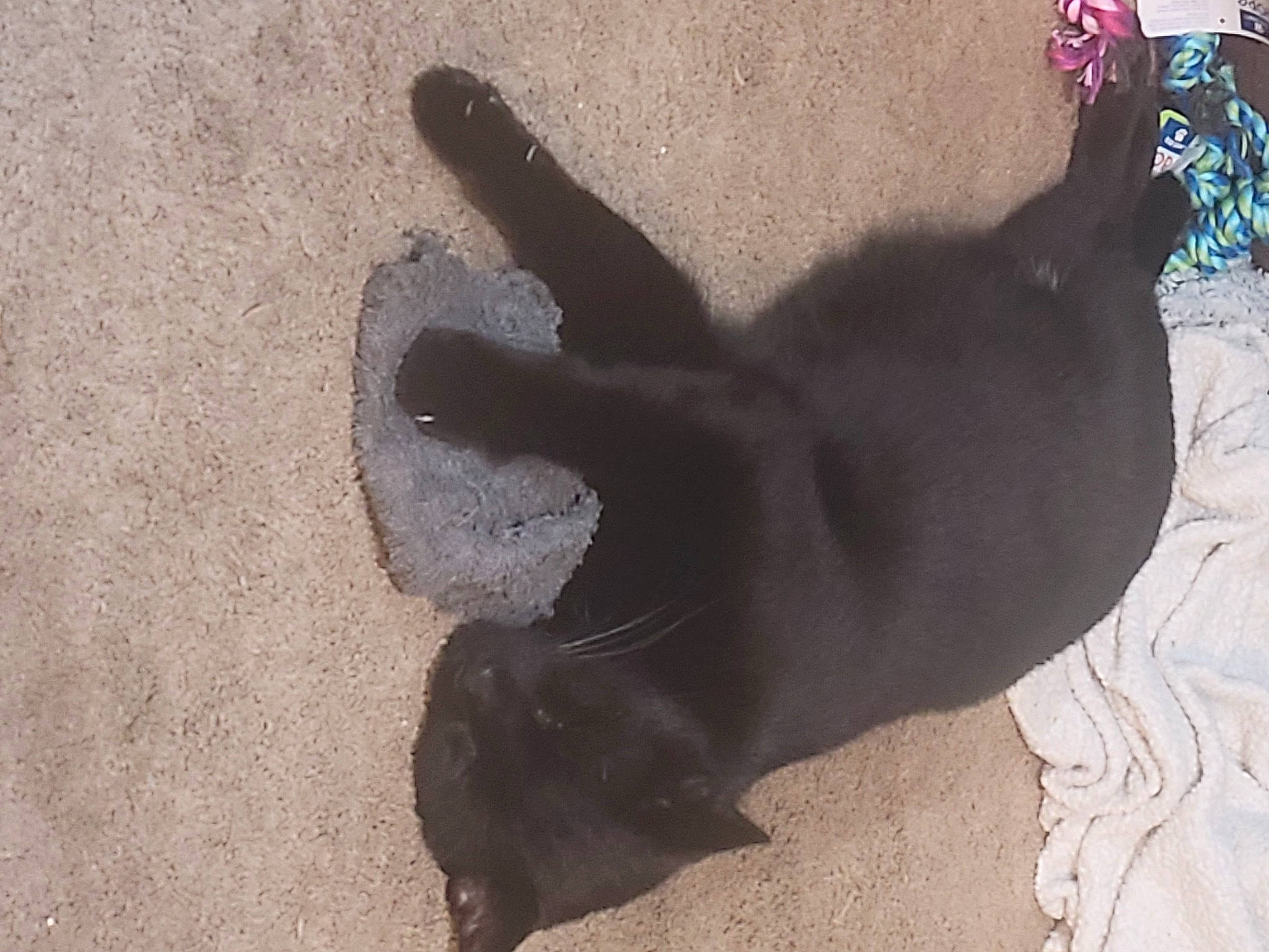 Bobby joined the competition — help win amazing prizes! asphalt, cat, comfort, dog_breed, fawn, felidae, flooring, foot, fur, human_leg, paw, road_surface, sand, shadow, small_to_medium_sized_cats, tail, terrestrial_animal, tints_and_shades, whiskers, working_animal