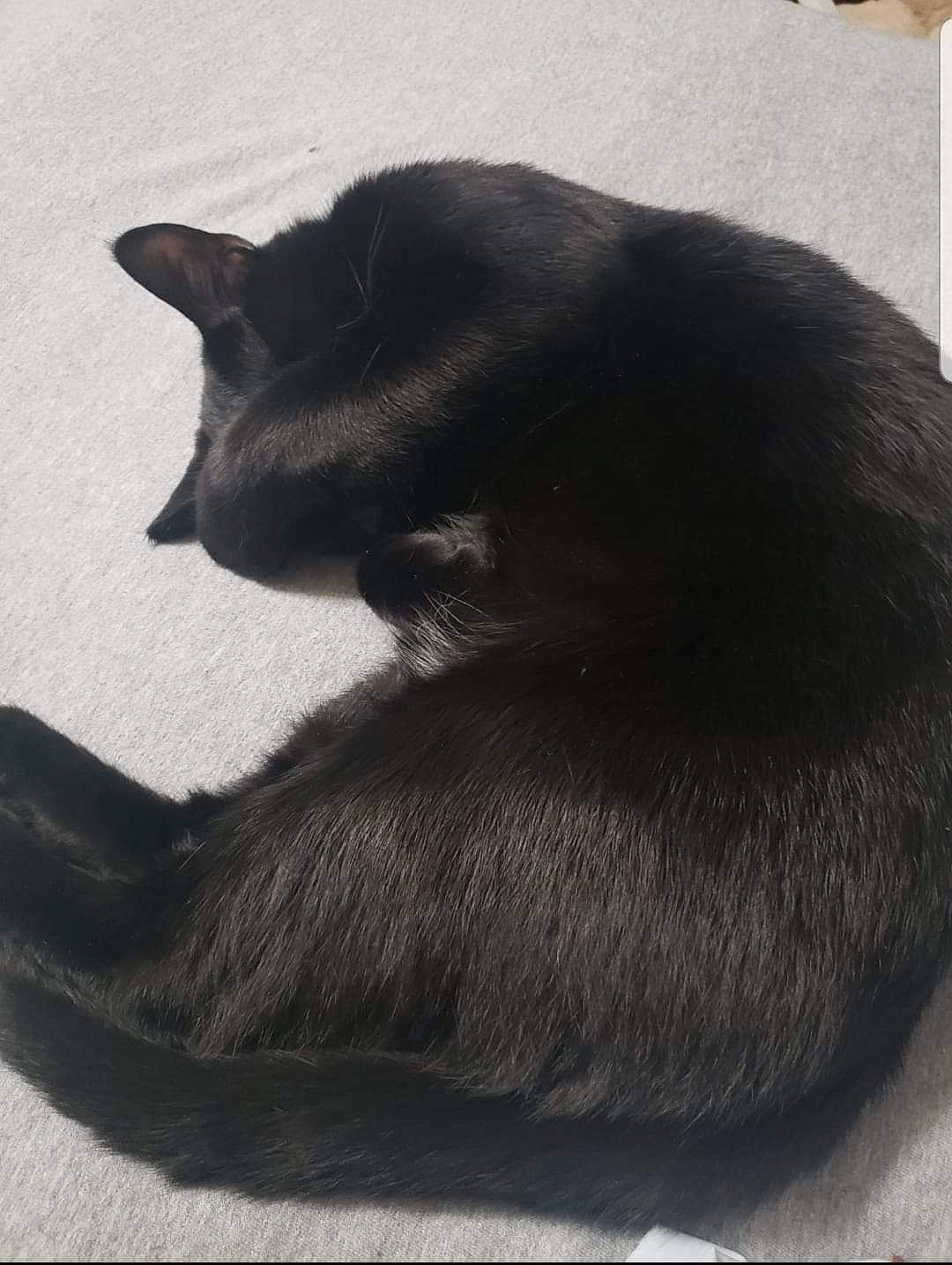 Bobby joined the competition — help win amazing prizes! black_cat, bombay, carnivore, cat, claw, comfort, domestic_short_haired_cat, felidae, foot, fur, grey, monochrome_photography, paw, small_to_medium_sized_cats, snout, tail, terrestrial_animal, whiskers, window