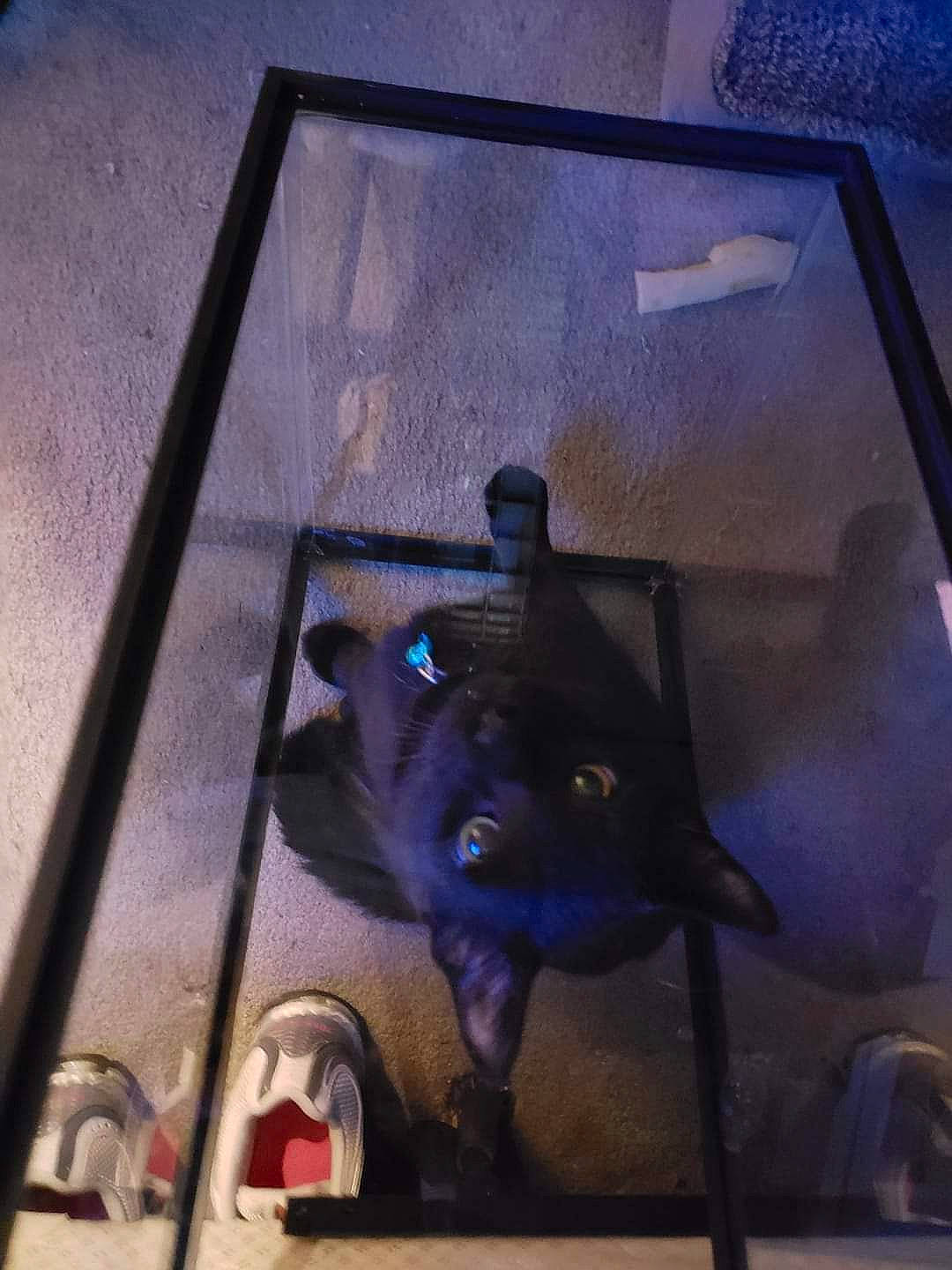 Bobby is registered to the contest to win money with this photo: art, automotive_exterior, automotive_lighting, darkness, electric_blue, fictional_character, gas, glass, machine, metal, night, personal_protective_equipment, picture_frame, room, sculpture, shadow, square, tints_and_shades, visual_arts, working_animal