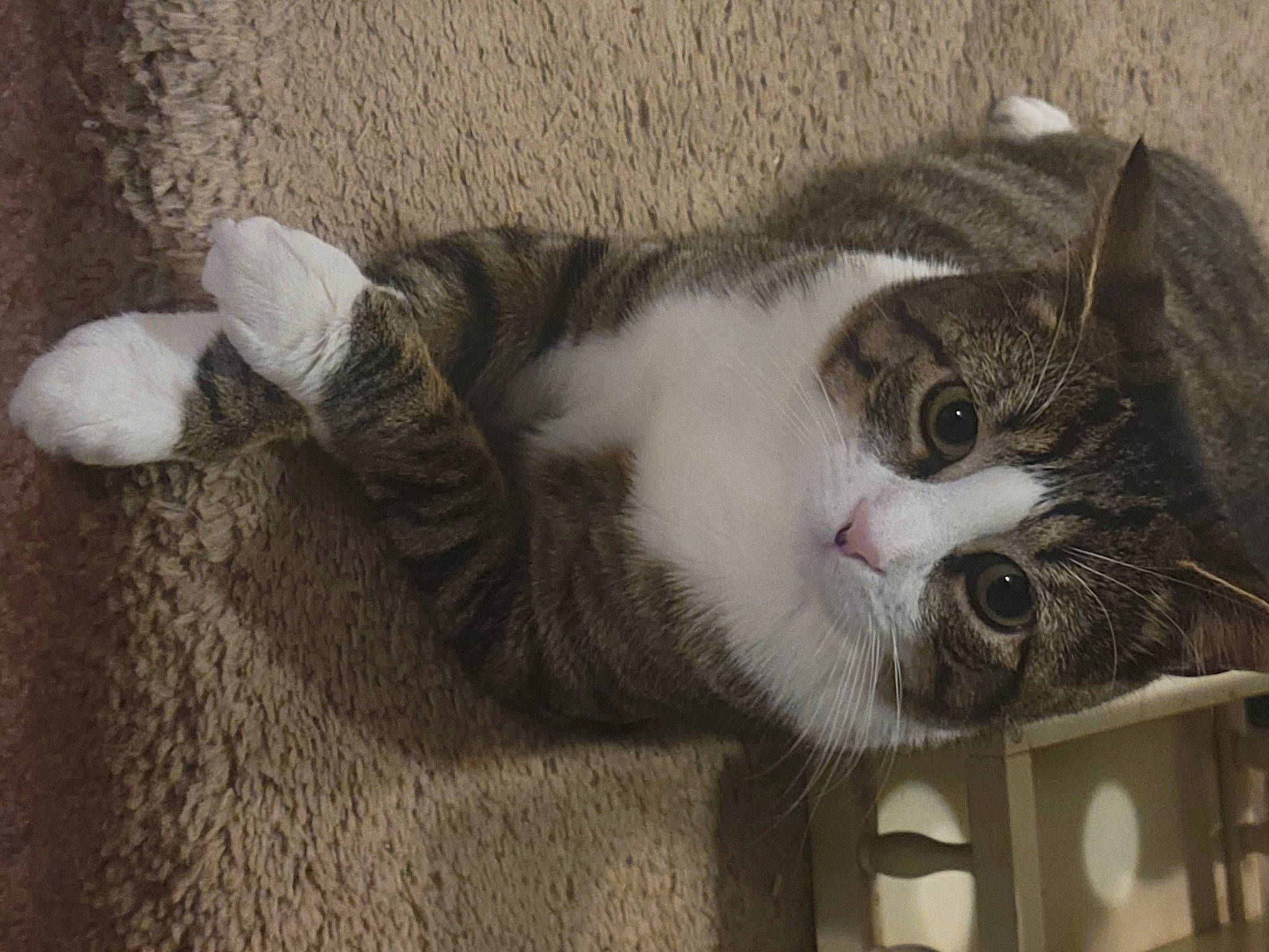 Bellabean joined the competition — help win amazing prizes! carnivore, cat, domestic_short_haired_cat, felidae, fur, paw, small_to_medium_sized_cats, snout, tail, whiskers, window, wood