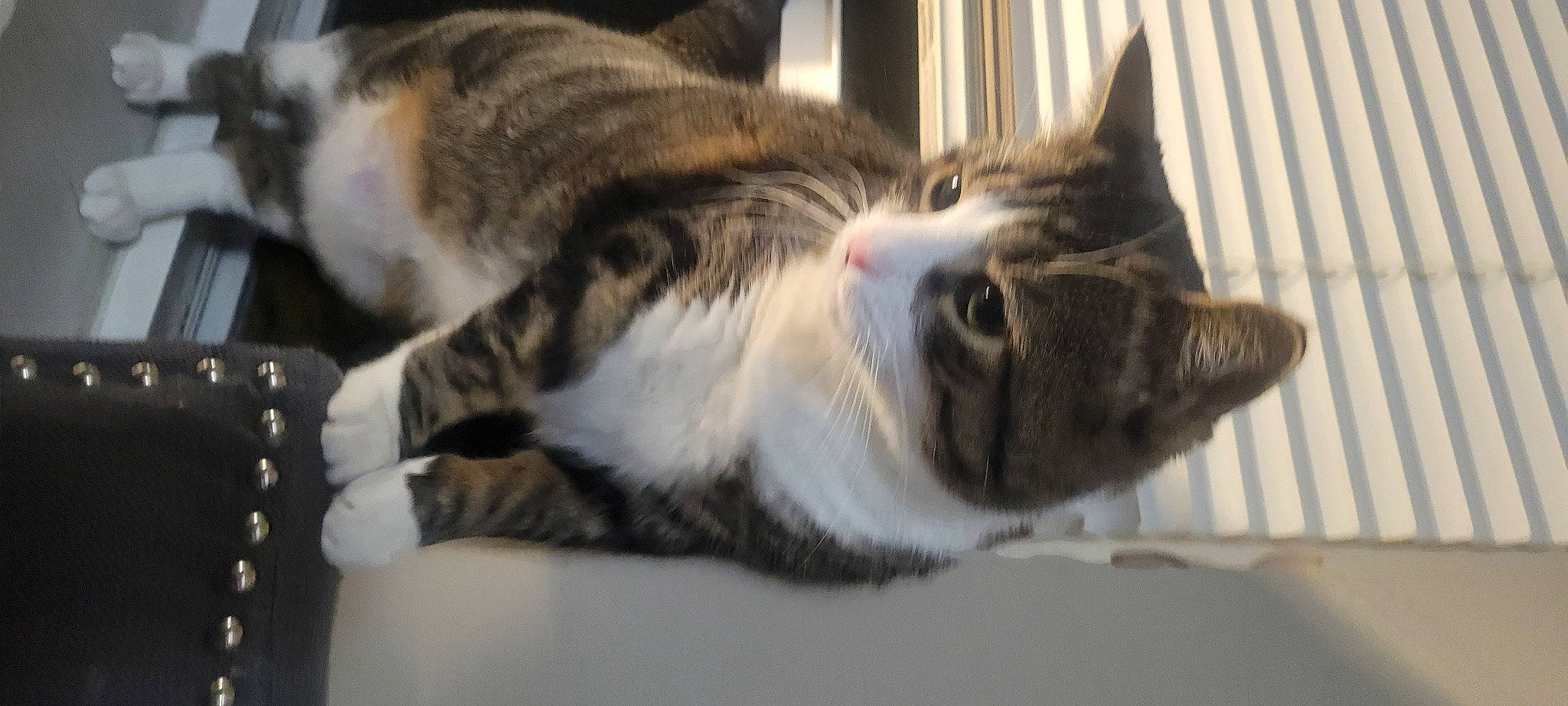 Bellabean joined the competition — help win amazing prizes! carnivore, cat, claw, comfort, domestic_short_haired_cat, felidae, fur, paw, small_to_medium_sized_cats, snout, tail, whiskers