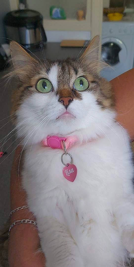 Lilou participe au concours pour gagner de l'argent avec cette photo : carnivore, cat, claw, collar, domestic_short_haired_cat, event, eye, felidae, fur, happy, head, paw, small_to_medium_sized_cats, snout, tail, terrestrial_animal, whiskers