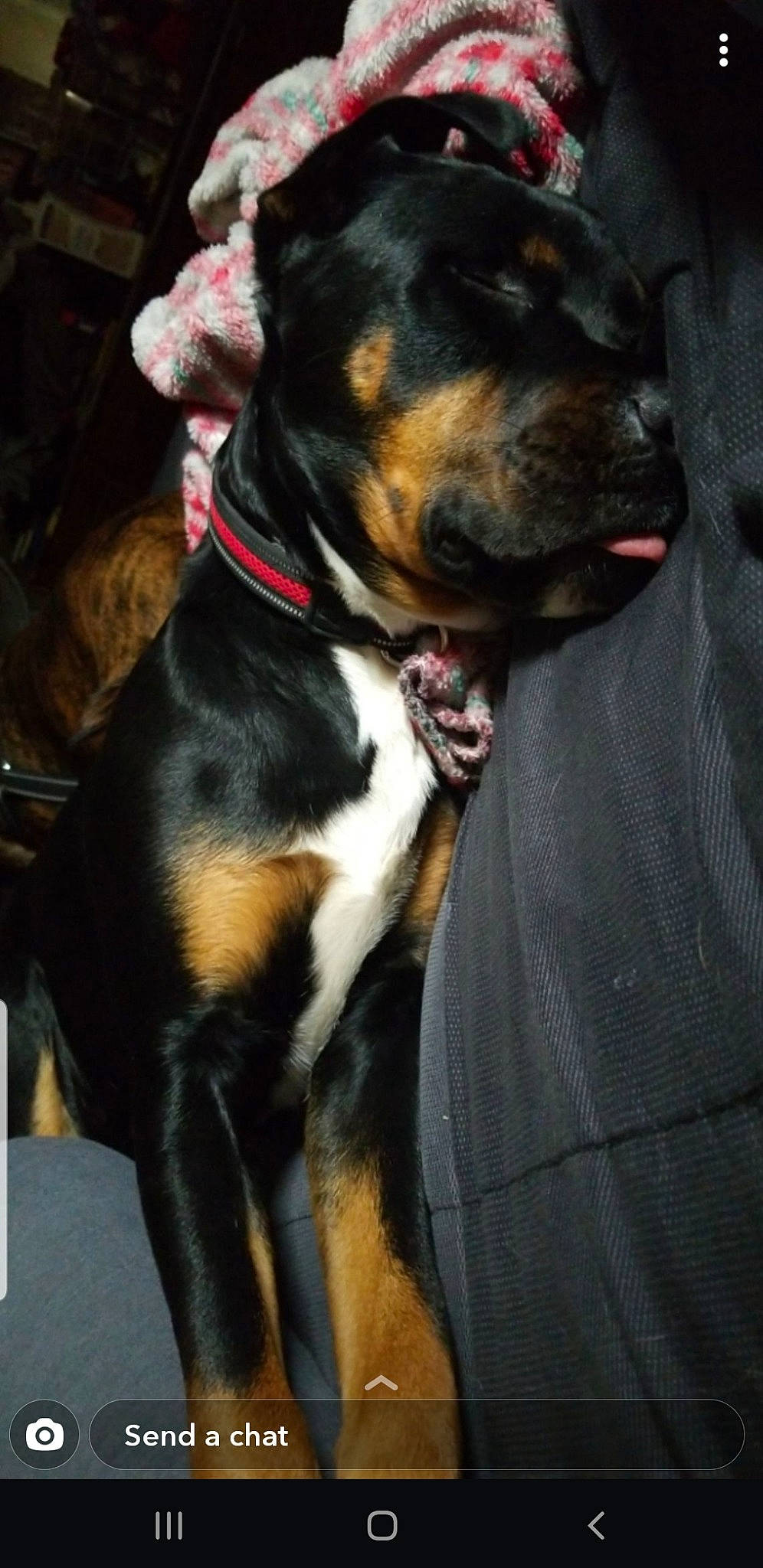 Hyde joined the competition — help win amazing prizes! appenzeller_sennenhund, canidae, carnivore, collar, dog, dog_breed, dog_collar, ear, entlebucher_mountain_dog, fawn, mammal, puppy, rottweiler, snout, sporting_group, vertebrate