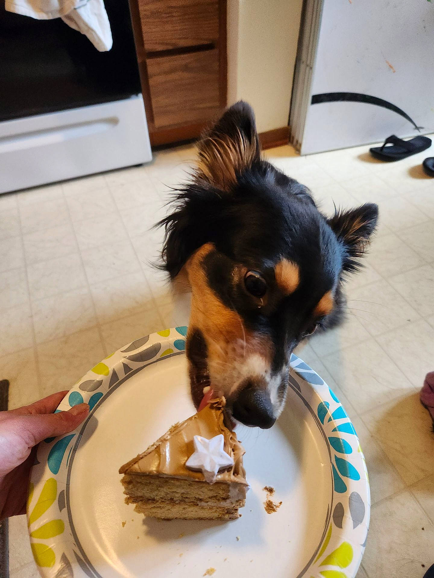 Kharma is registered to the contest to win money with this photo: birthday_cake, cake, carnivore, companion_dog, dessert, dog, dog_breed, dog_supply, floor, flooring, food, fur, ingredient, kuchen, plate, recipe, sugar_cake, table, tableware, working_animal