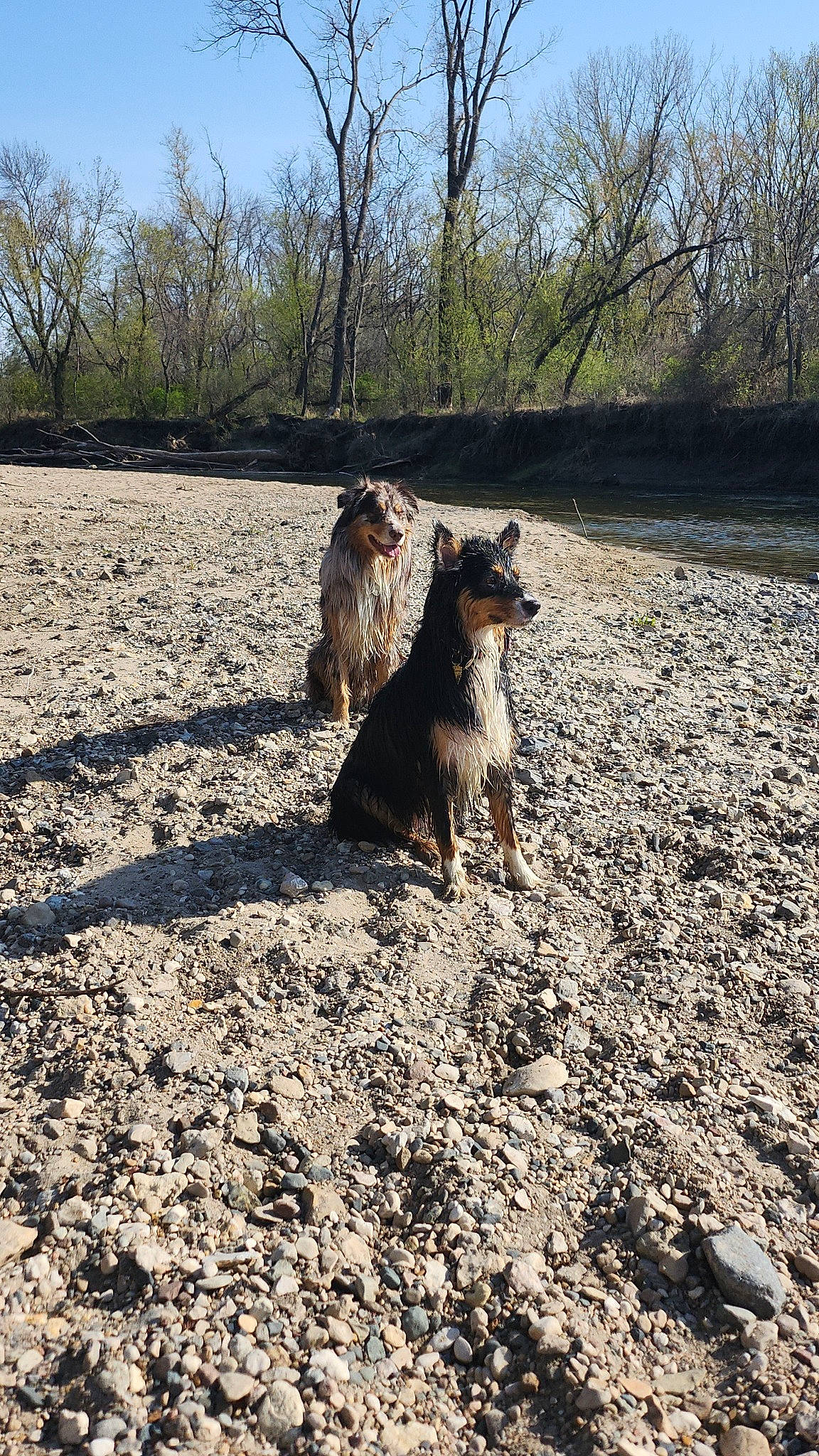 Kharma is registered to the contest to win money with this photo: canidae, carnivore, dog, dog_breed, ecoregion, fawn, grass, landscape, plant, rock, sand, shadow, sky, soil, sporting_group, tail, terrestrial_animal, tree, trunk, wood