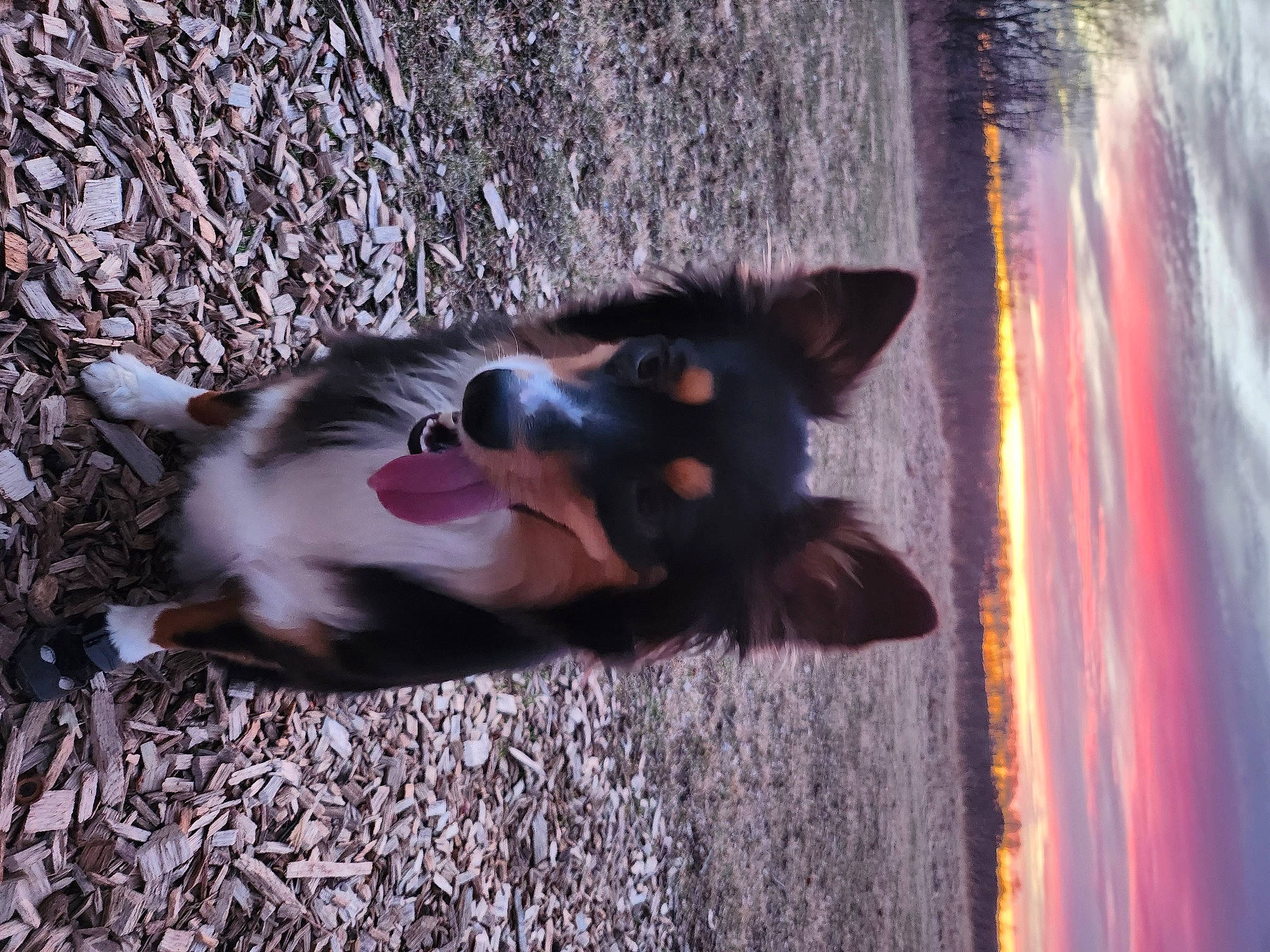 Kharma joined the competition — help win amazing prizes! canidae, carnivore, companion_dog, dog, dog_breed, domestic_short_haired_cat, fawn, felidae, fur, herding_dog, non_sporting_group, paw, small_to_medium_sized_cats, snout, sporting_group, tail, tree, whiskers, wildlife, working_dog