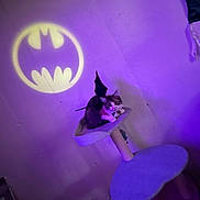 Mochi is registered to the contest to win money with this photo: animal, bat_wings, batman_logo, cat, cat_tree, costume, cozy, cute, domestic, feline, indoor, perched, pet, playful, purple_light, resting, shadow, small, toy, wall