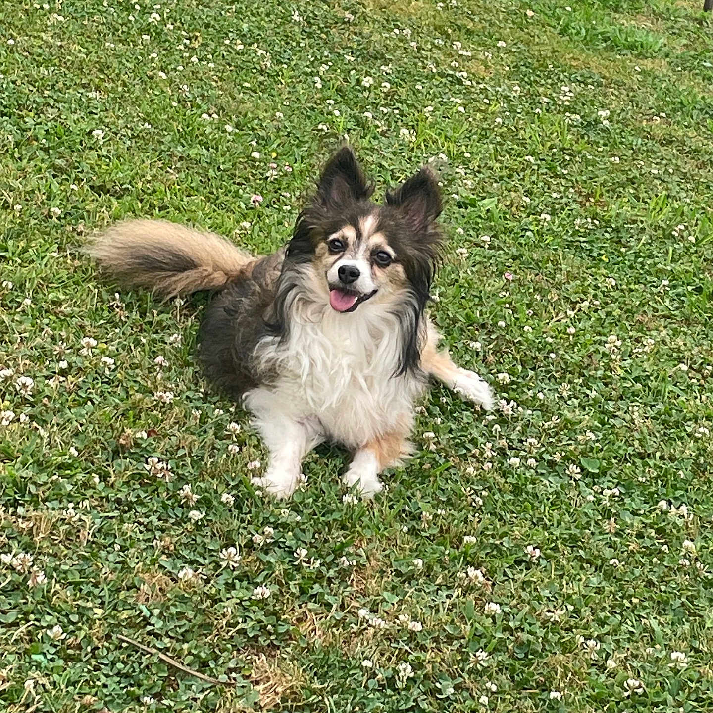 Chico is registered to the contest to win money with this photo: animal, canine, cute, dog, ears, flower, friendly, fur, grass, greenery, happy, lying_down, nature, outdoor, pet, playful, small_dog, smiling, summer, tongue
