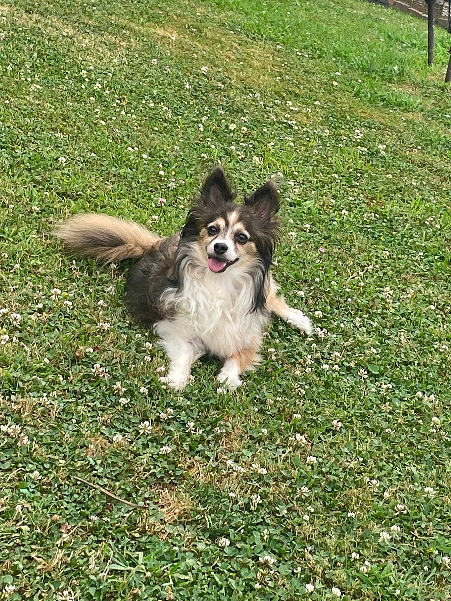 Chico is registered to the contest to win money with this photo: dog, grass, outdoor, pet, happy, animal, nature, flower, fur, ears, tongue, lying_down, cute, canine, playful, summer, greenery, smiling, friendly, small_dog