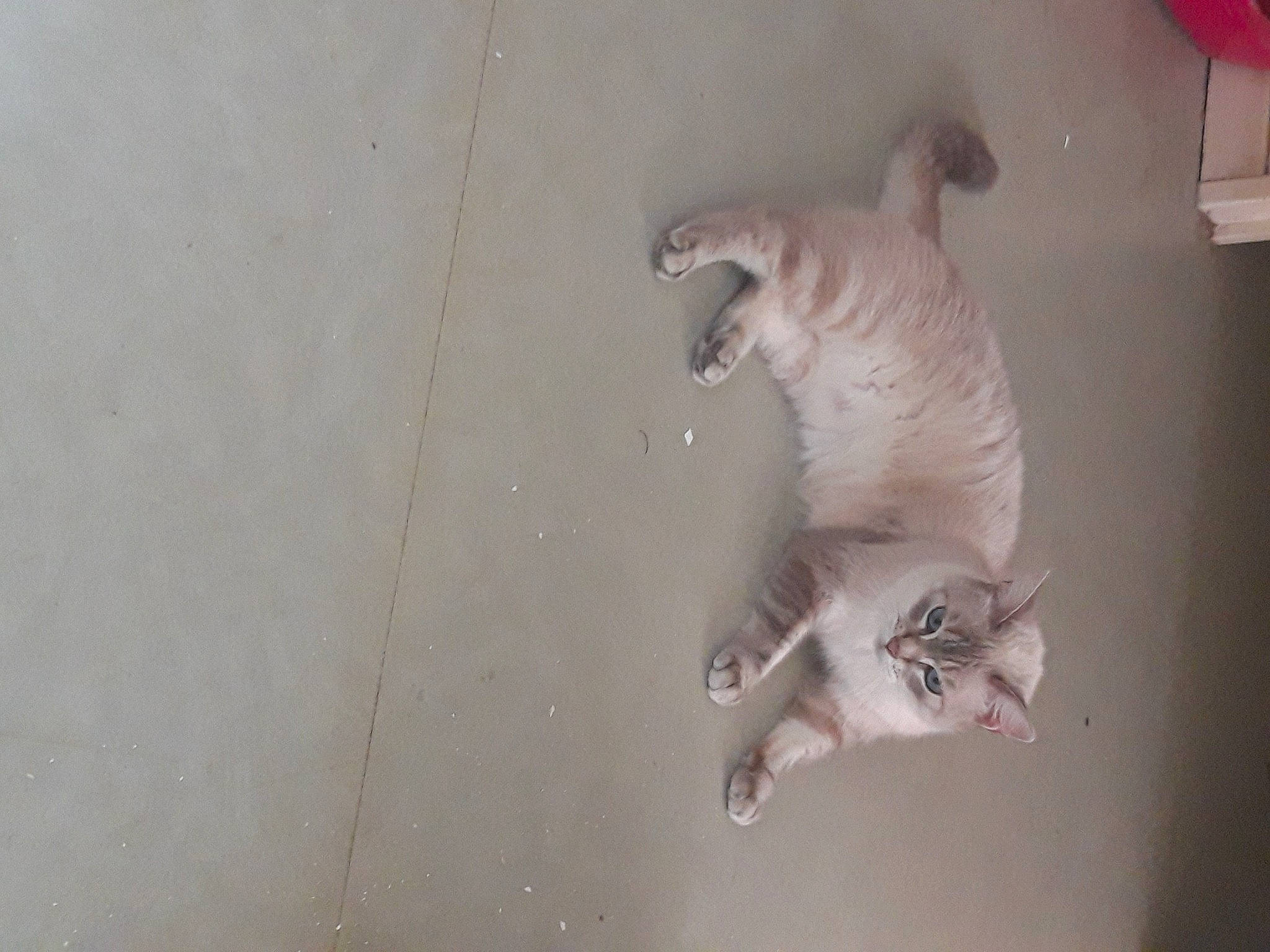 Iana a rejoint le concours — aidez-le/la à gagner de superbes lots ! carnivore, cat, dog_breed, domestic_short_haired_cat, fang, fawn, felidae, flooring, fur, grey, hardwood, paw, plaster, small_to_medium_sized_cats, tail, terrestrial_animal, whiskers, wood