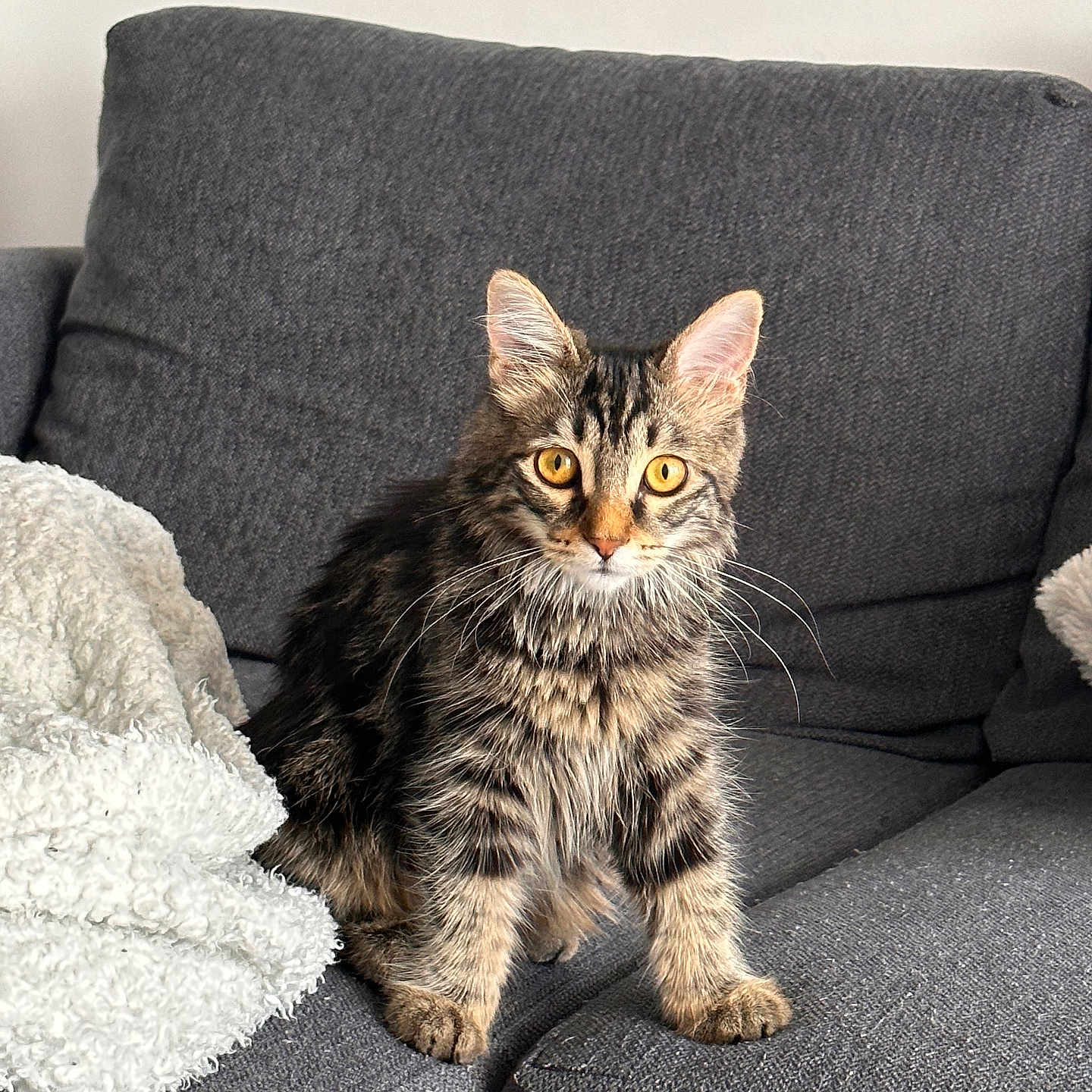 Nala