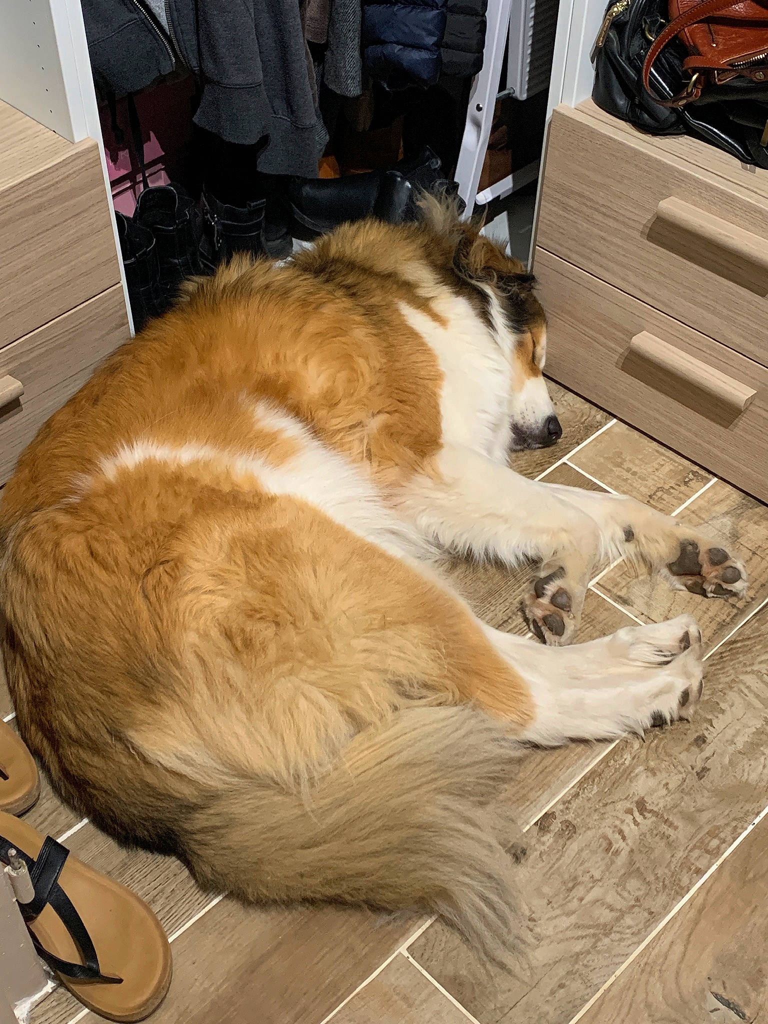 Eros participe au concours pour gagner de l'argent avec cette photo : carnivore, chair, comfort, companion_dog, dog, dog_breed, felidae, flooring, foot, fur, hardwood, human_leg, paw, pet_supply, small_to_medium_sized_cats, tail, whiskers, wood, working_dog