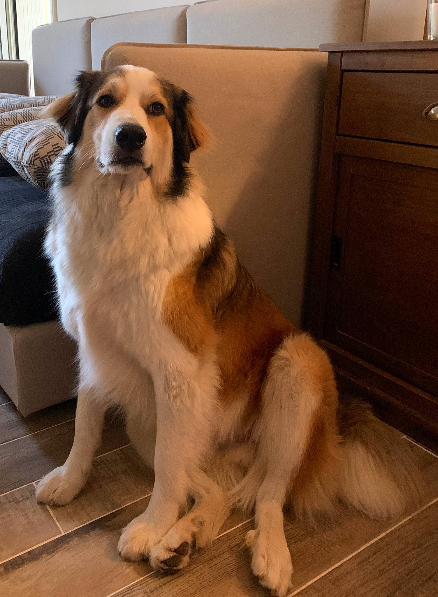 Eros a rejoint le concours — aidez-le/la à gagner de superbes lots ! cabinetry, canidae, carnivore, companion_dog, cupboard, dog, dog_breed, drawer, fawn, flooring, fur, gun_dog, hardwood, herding_dog, paw, snout, sporting_group, tail, wood, working_dog