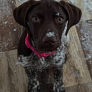 Sadie is registered to the contest to win money with this photo: adorable, animal, brown, close_up, curious, dog, ears, floor, indoor, looking_up, nose, paws, pet, pink_collar, puppy, snow, spots, whiskers, wide_eyes, young_dog