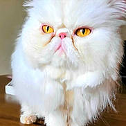 Marilyn Monroe is registered to the contest to win money with this photo: cat, persian_cat, white_fur, fluffy, pet, animal, golden_eyes, pink_nose, indoor, close_up, fur, whiskers, cute, mammal, domestic_animal, face, portrait, curious, table, soft_lighting