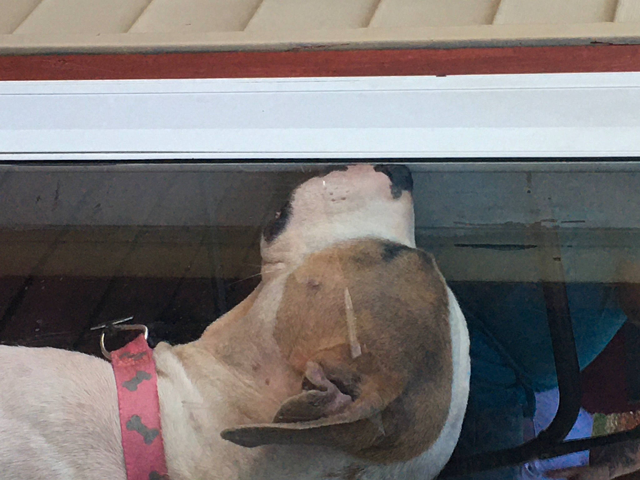 Kila joined the competition — help win amazing prizes! composite_material, paint, snout