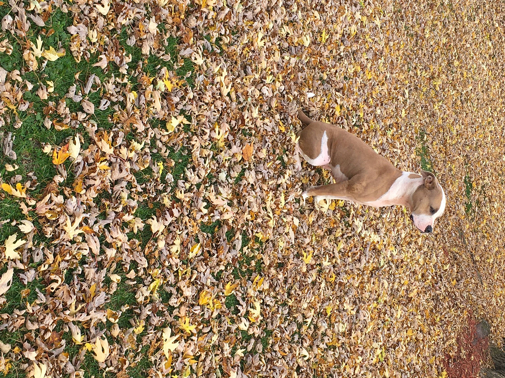 Kila joined the competition — help win amazing prizes! autumn, canidae, carnivore, companion_dog, deciduous, dog, dog_breed, fawn, groundcover, liver, tail, working_dog