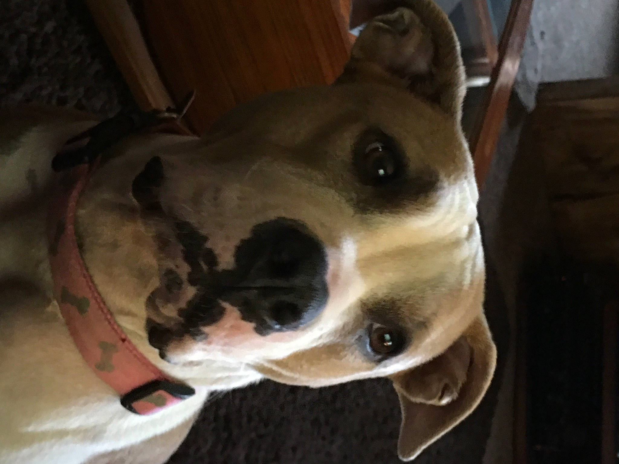 Kila is registered to the contest to win money with this photo: ancient_dog_breeds, canidae, carnivore, collar, companion_dog, dog, dog_breed, dog_collar, dog_supply, fawn, jaw, pet_supply, snout, sporting_group, vertebrate, whiskers, working_animal, working_dog