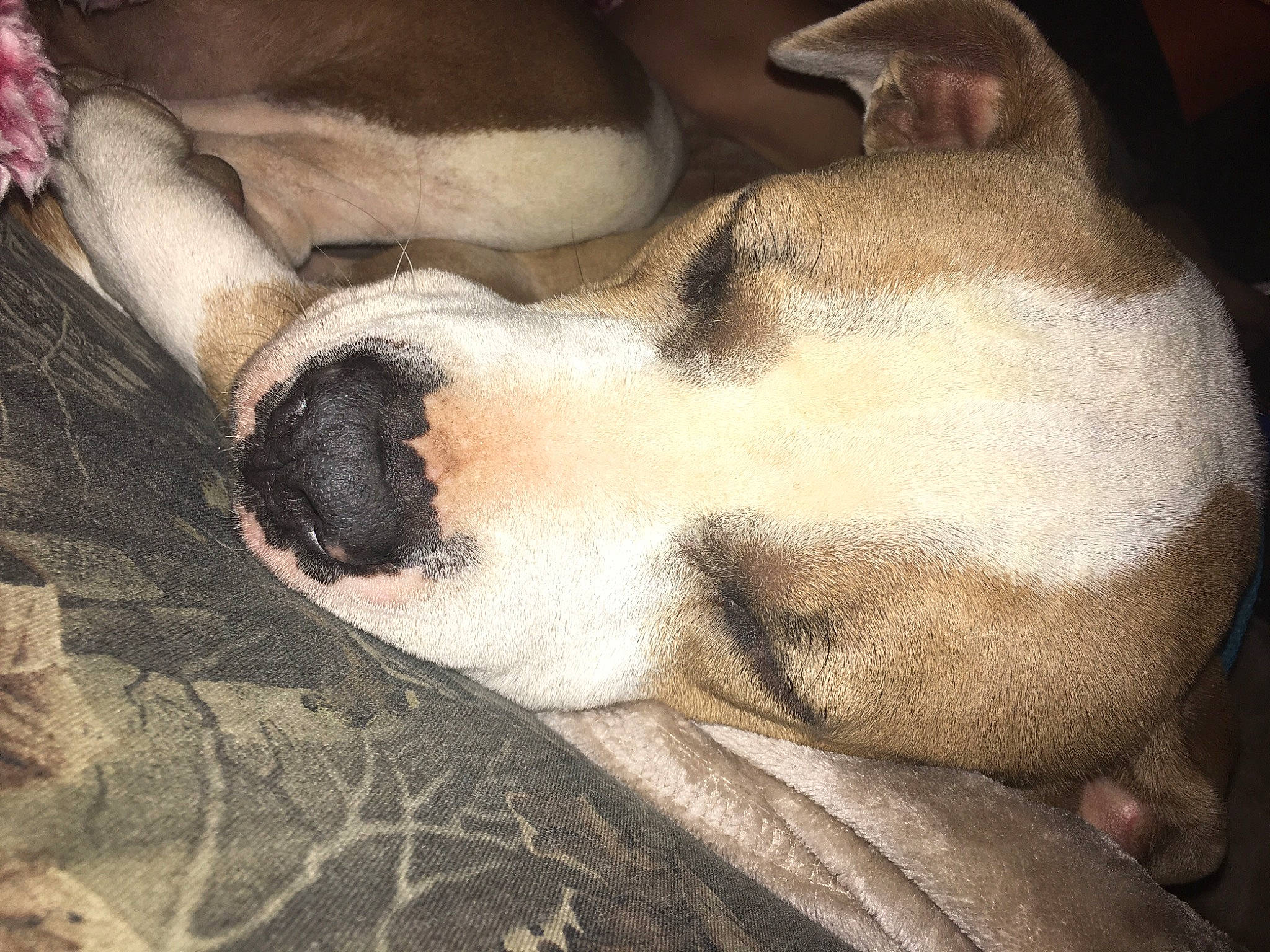 Kila is registered to the contest to win money with this photo: canidae, carnivore, companion_dog, dog, dog_breed, fawn, nap, sleep, snout, sporting_group, terrestrial_animal, working_animal, working_dog