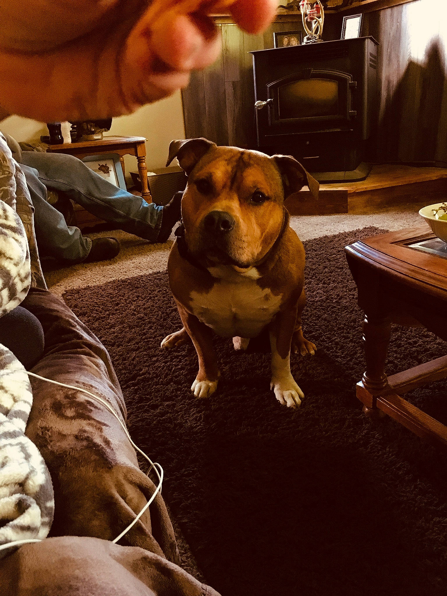 King is registered to the contest to win money with this photo: canidae, carnivore, coffee_table, companion_dog, dog, dog_breed, end_table, fawn, fire_screen, floor, flooring, hardwood, hearth, snout, sporting_group, television, vertebrate, whiskers, wood_burning_stove, working_animal