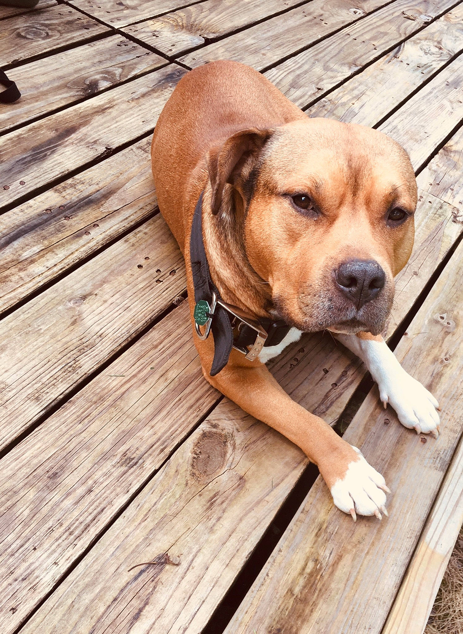 King is registered to the contest to win money with this photo: carnivore, companion_dog, dog, dog_breed, fawn, floor, flooring, hardwood, laminate_flooring, liver, mammal, pet_supply, plank, plywood, snout, tan, wood, wood_flooring, wood_stain, working_animal