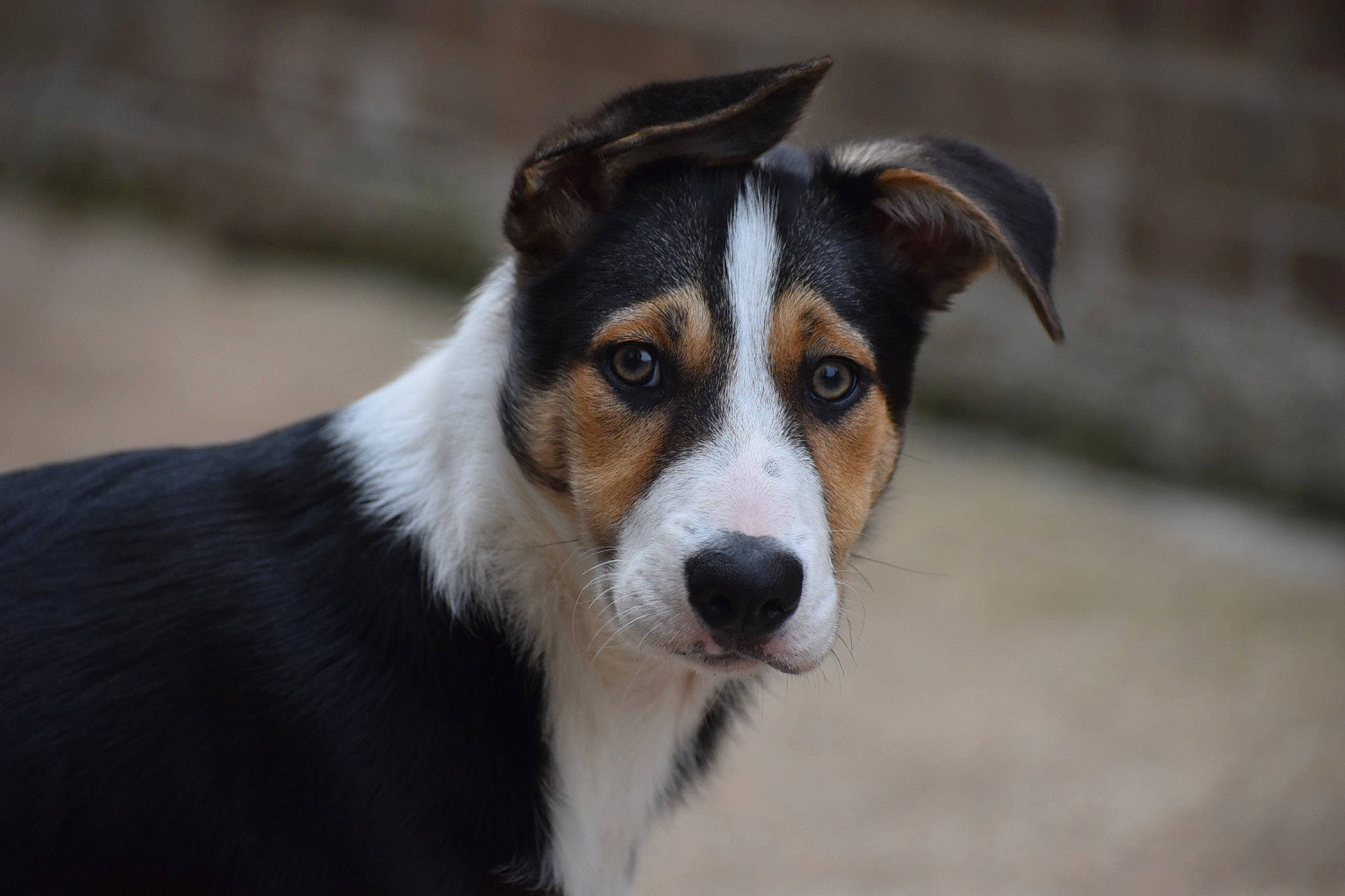 Fin is registered to the contest to win money with this photo: canidae, carnivore, companion_dog, dog, dog_breed, plant, sporting_group, terrestrial_animal, whiskers, working_animal, working_dog