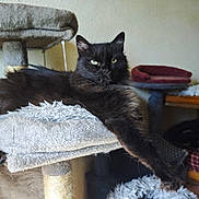 Kool participe au concours pour gagner de l'argent avec cette photo : cat, black_cat, feline, long_hair, green_eyes, pet, animal, lounging, relaxed, indoors, cat_tree, scratching_post, cushion, pillow, furniture, basket, cozy, home, portrait, whiskers