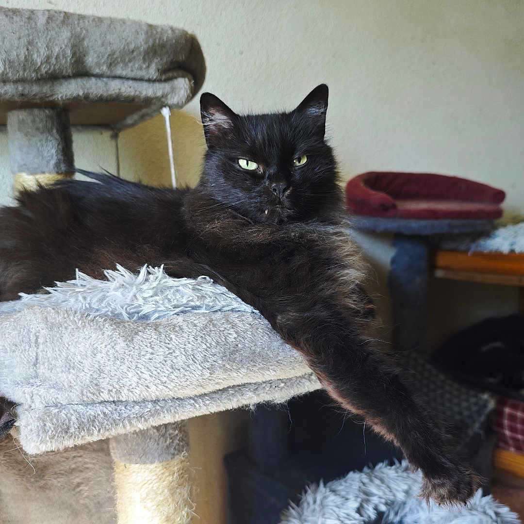 Kool participe au concours pour gagner de l'argent avec cette photo : cat, black_cat, feline, long_hair, green_eyes, pet, animal, lounging, relaxed, indoors, cat_tree, scratching_post, cushion, pillow, furniture, basket, cozy, home, portrait, whiskers