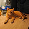 Roukie a rejoint le concours — aidez-le/la à gagner de superbes lots ! cat, orange_cat, tabby_cat, pet, animal, indoor, wooden_table, water_bottle, plastic_bottle, chair, furniture, relaxed, curious, cute, fluffy, domestic_cat, tabletop, mammal, resting, looking