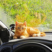 Roukie a rejoint le concours — aidez-le/la à gagner de superbes lots ! cat, kitten, orange_cat, dashboard, car_interior, steering_wheel, sunlight, greenery, window, vehicle, pet, animal, cute, relaxing, indoor, daylight, domestic_cat, fur, whiskers, small_animal