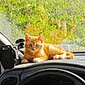 cat, kitten, orange_cat, dashboard, car_interior, steering_wheel, sunlight, greenery, window, vehicle, pet, animal, cute, relaxing, indoor, daylight, domestic_cat, fur, whiskers, small_animal