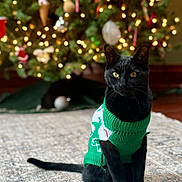 Snook joined the competition — help win amazing prizes! black_cat, cat, pet, sweater, green_sweater, christmas_tree, holiday, decorations, indoors, carpet, festive, animal, cute, sitting, holiday_decor, christmas_lights, warm_lighting, domestic_cat, feline, celebration