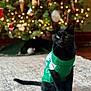 black_cat, cat, pet, sweater, green_sweater, christmas_tree, holiday, decorations, indoors, carpet, festive, animal, cute, sitting, holiday_decor, christmas_lights, warm_lighting, domestic_cat, feline, celebration