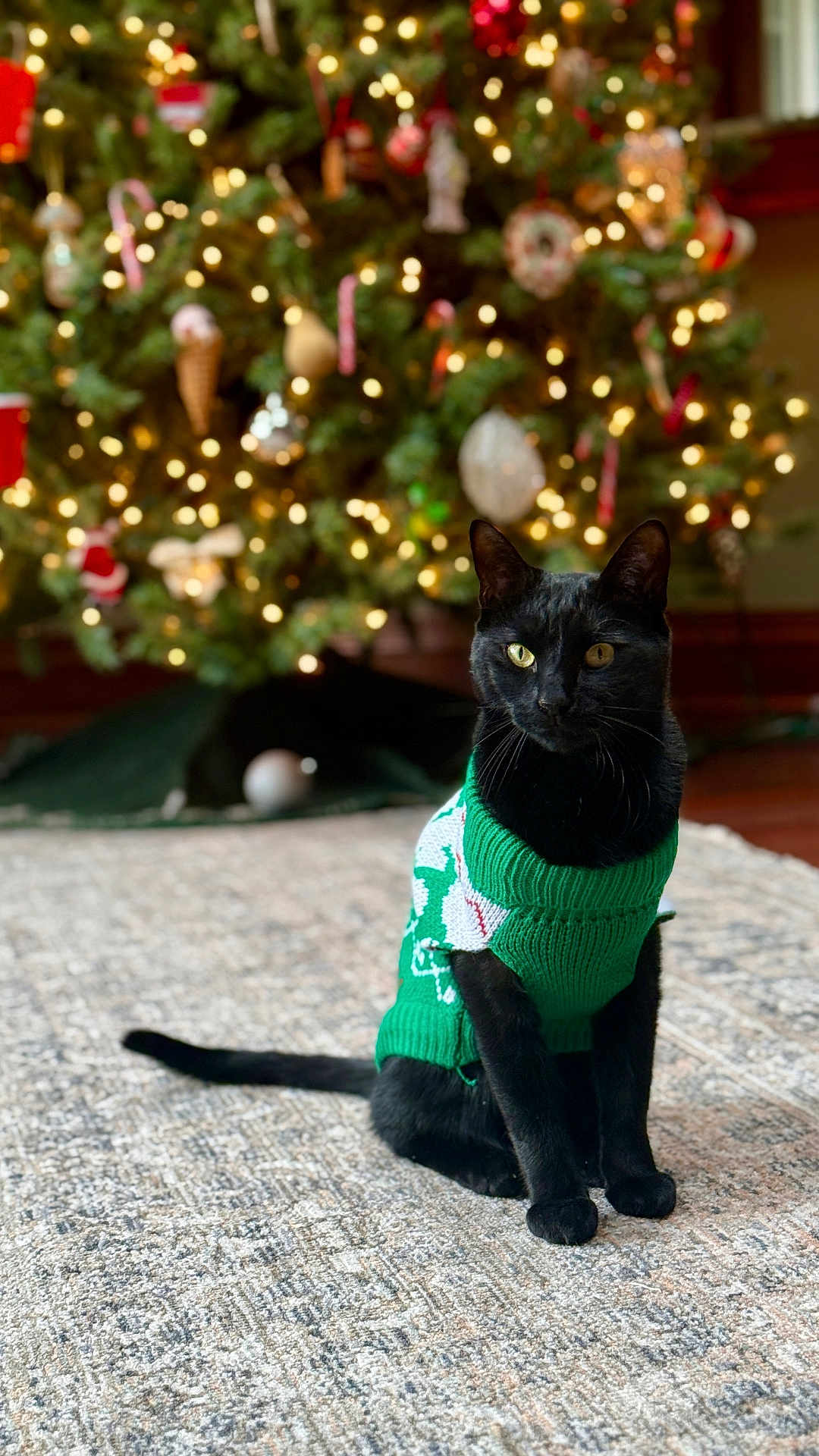 Snook joined the competition — help win amazing prizes! black_cat, cat, pet, sweater, green_sweater, christmas_tree, holiday, decorations, indoors, carpet, festive, animal, cute, sitting, holiday_decor, christmas_lights, warm_lighting, domestic_cat, feline, celebration