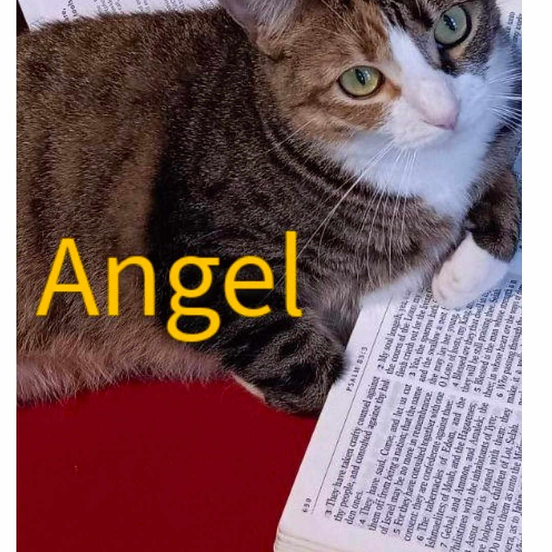 Angel
