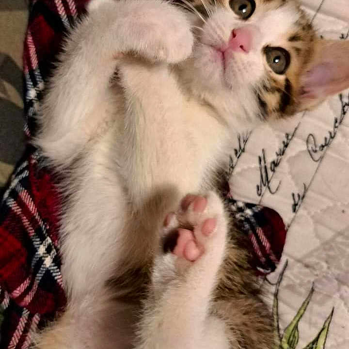 Star joined the competition — help win amazing prizes! abyssinian, accessories, angora, animal, blanket, cat, couch, cushion, formalwear, furniture, homedecor, indoors, kitten, manx, person, pet, quilt, siamese, sleeping, tie