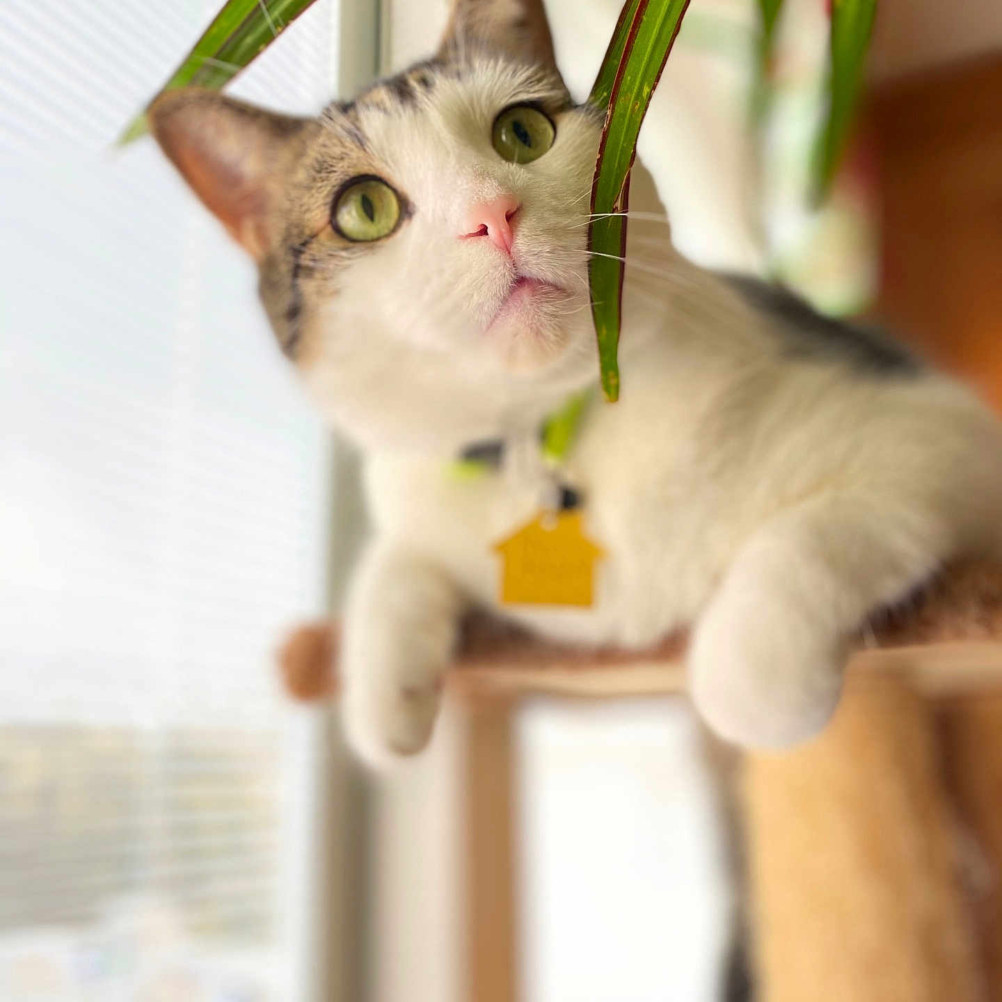 Oliver joined the competition — help win amazing prizes! animal, cat, cat_tree, close_up, collar, curious, feline, green_eyes, houseplant, indoor, leaf, nature, pet, plant, relaxing, soft_light, tabby, tag, white_fur, window