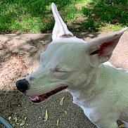 Bailey is registered to the contest to win money with this photo: dog, white_dog, ears, smiling, outdoor, grass, concrete, leaves, pet, animal, canine, sunlight, daylight, nature, happy, closeup, fur, nose, tongue, ears_up