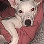 Bailey is registered to the contest to win money with this photo: dog, white_dog, pet, person, smiling, pink_sweatshirt, couch, blanket, indoor, relaxing, cozy, animal, face, ears, paw, resting, closeup, companion, home, cute