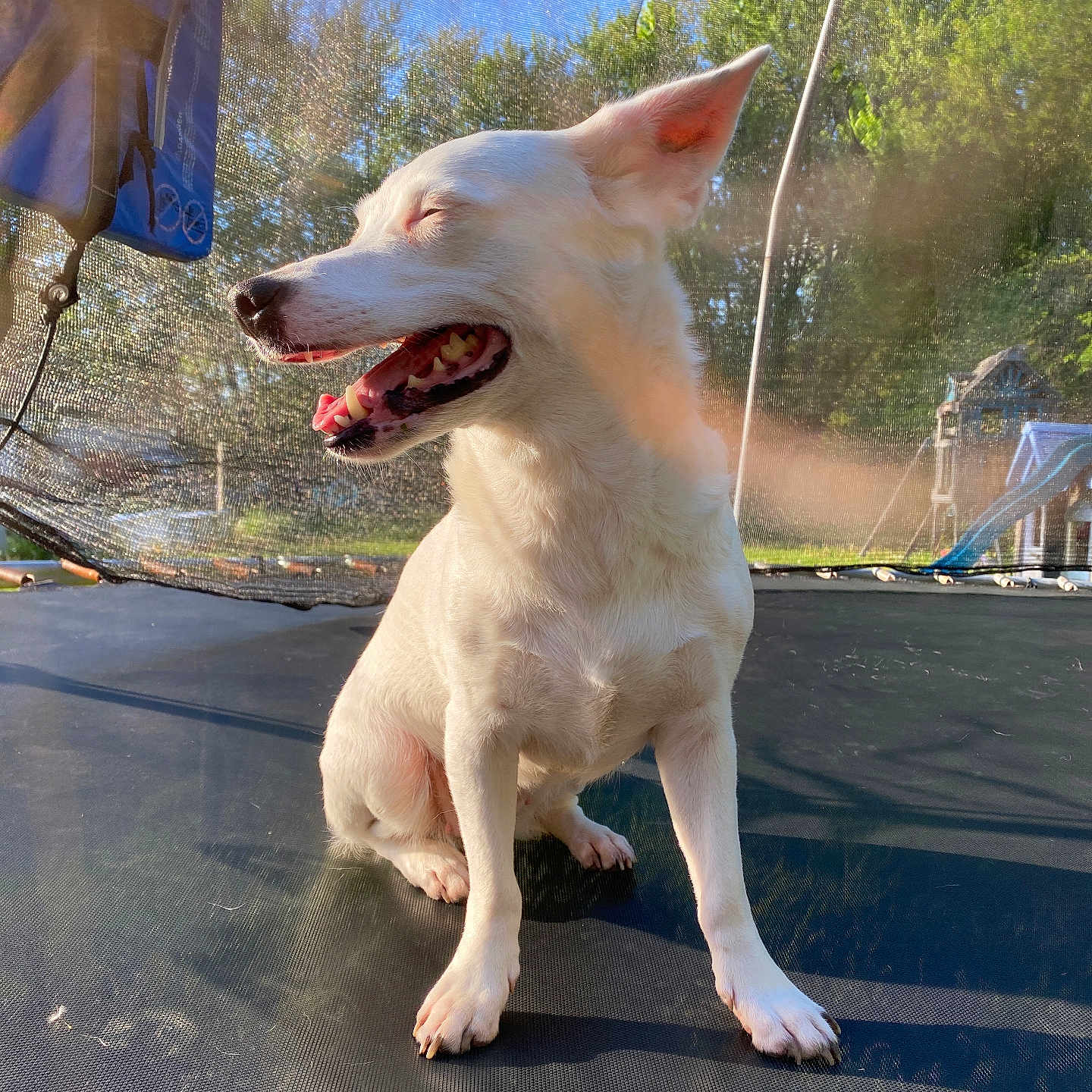 Bailey is registered to the contest to win money with this photo: animal, canine, closeup, daytime, dog, grass, happy, mouth_open, nature, netting, outdoor, pet, play_structure, playground, sitting, summer, sunlight, trampoline, trees, white_dog