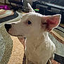 Bailey is registered to the contest to win money with this photo: dog, white_dog, indoor, carpet, living_room, television, chair, pet, animal, fur, ears, paw, floor, window, furniture, cute, alert, side_view, canine, domestic_animal