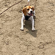 Urbane a rejoint le concours — aidez-le/la à gagner de superbes lots ! animal, beagle, brown, canine, dog, ears, ground, happy, harness, looking_up, nature, outdoor, paw_prints, pet, playful, sand, sunlight, tail, tongue, white