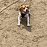 animal, beagle, brown, canine, dog, ears, ground, happy, harness, looking_up, nature, outdoor, paw_prints, pet, playful, sand, sunlight, tail, tongue, white